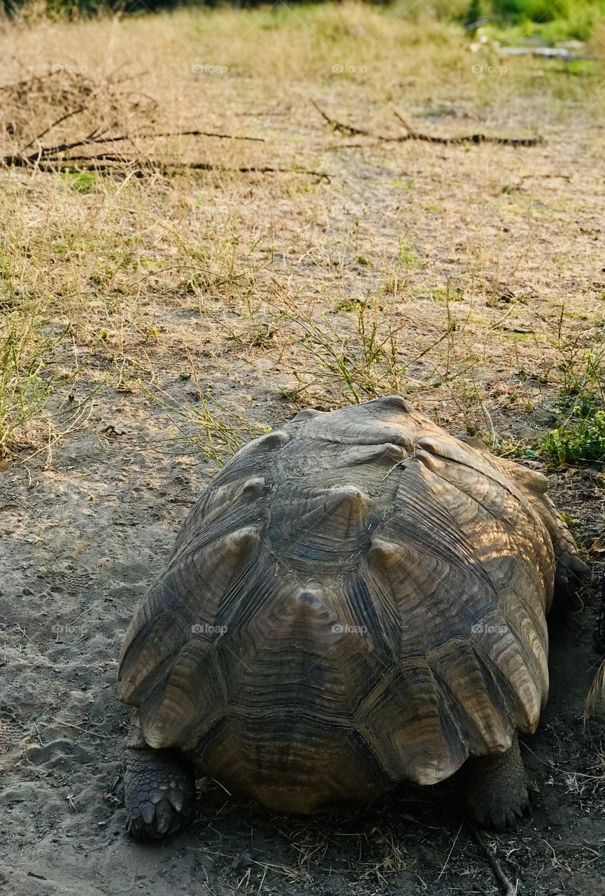 You have beautiful shell, thanks for showing it to me. Bye 