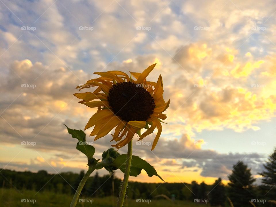 Sunflower at sunset