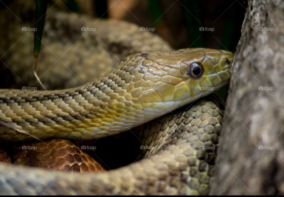 Snake look