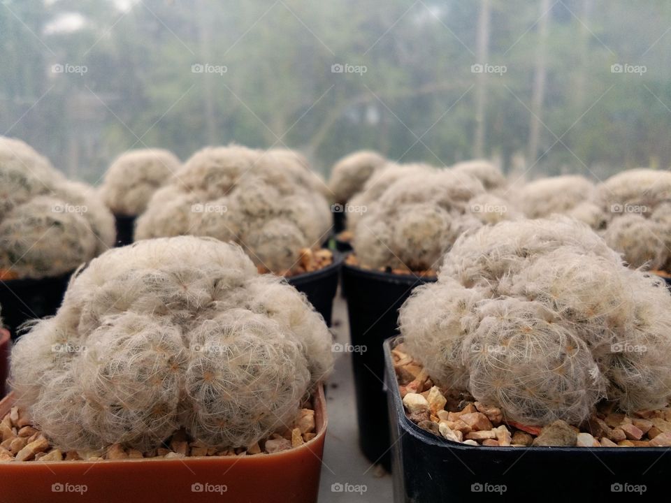 Cactus trees in pots.