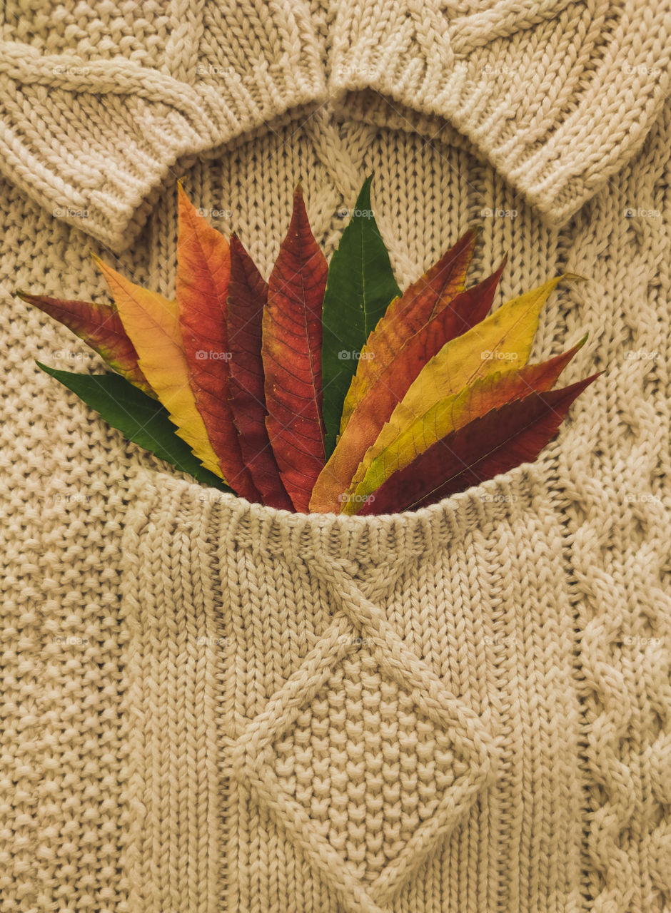Seasonal pallette of leaves