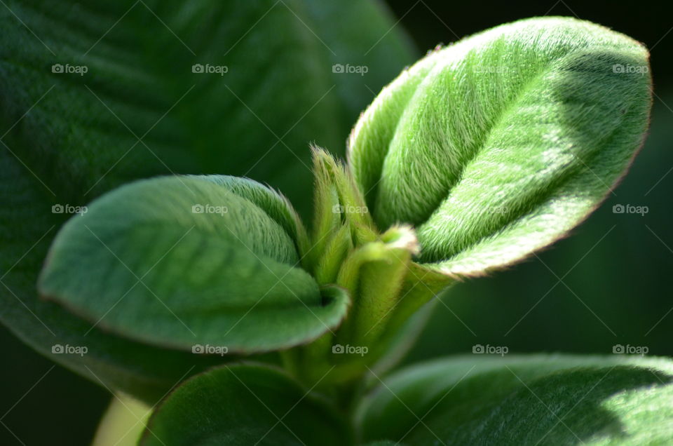 Extreme close-up of plant