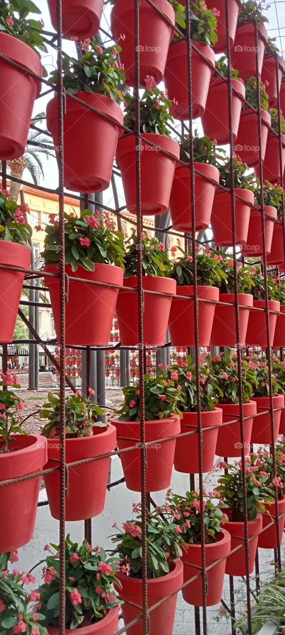 Murcia's square plants