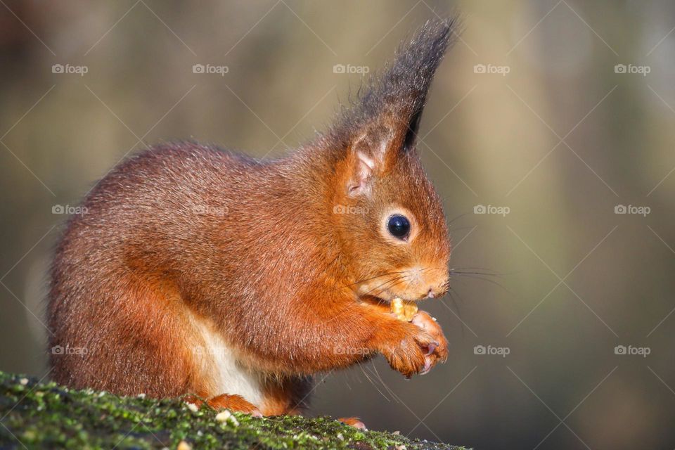 Red squirrel close up portrait in nature