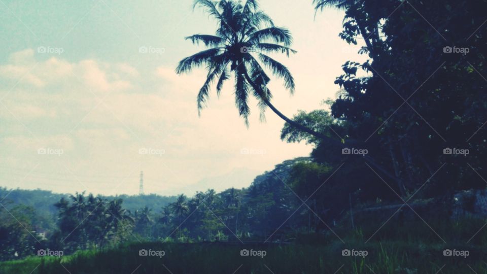 views of rice fields and surroundings