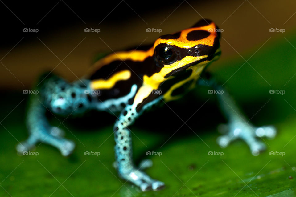 A frog is any member of a diverse and largely carnivorous group of short-bodied, tailless amphibians composing the order Anura (Ancient Greek an-, without + oura, tail). The oldest fossil "proto-frog" appeared in the early Triassic of Madagascar, but molecular clock dating suggests their origins may extend further back to the Permian, 265 million years ago. Frogs are widely distributed, ranging from the tropics to subarctic regions, but the greatest concentration of species diversity is in tropical rainforests. There are approximately 4,800 recorded species, accounting for over 85% of extant amphibian species. They are also one of the five most diverse vertebrate orders.