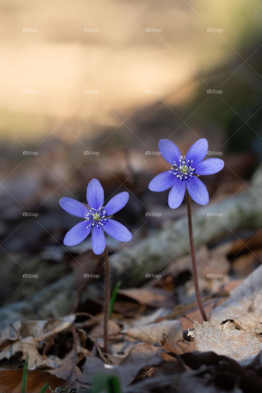 Close up or macro of blue anemone hepatica flowers