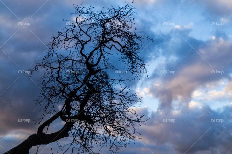 tree and sky