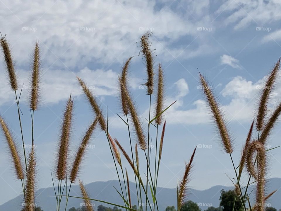 Best of 2021 , Nature, My garden (Thailand)