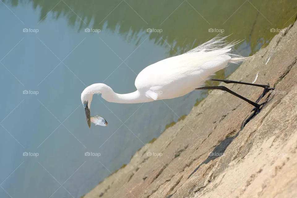 white heron