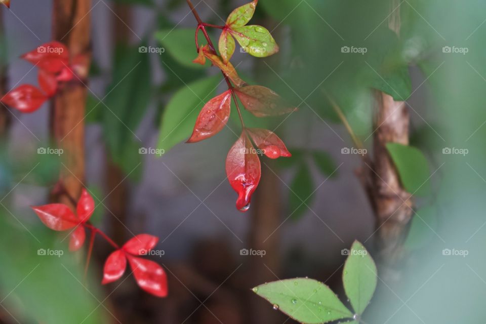 dew on plants