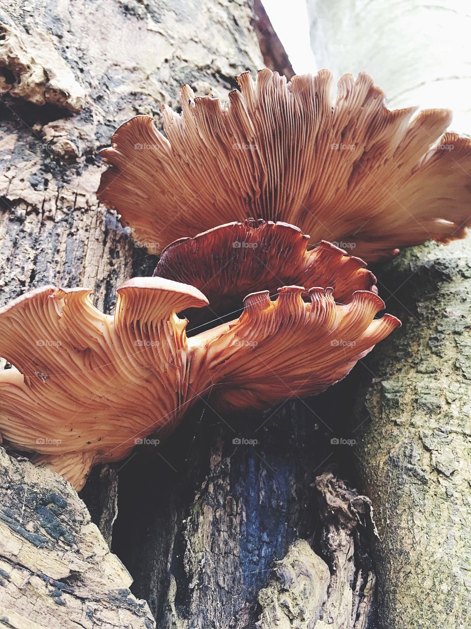 Captured with iPhone 6s Plus 