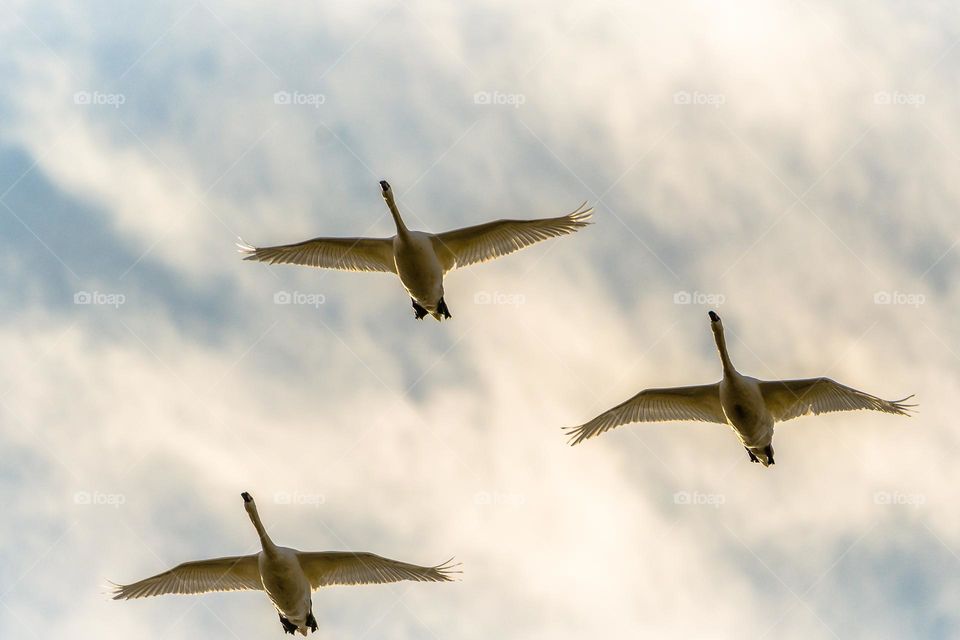 Mute swans in formation.