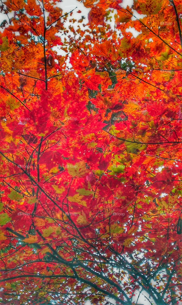 Fall Leaves. Adirondacks NY