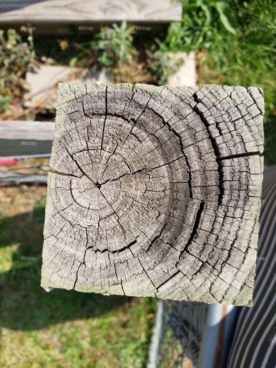 wood grain stump