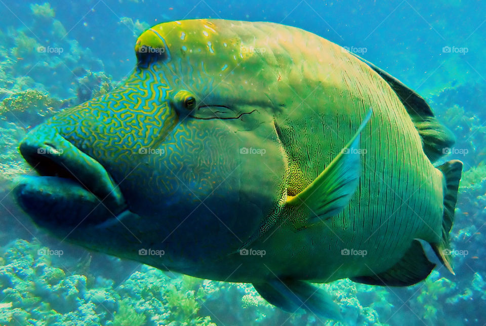 Big green fish Napoleon