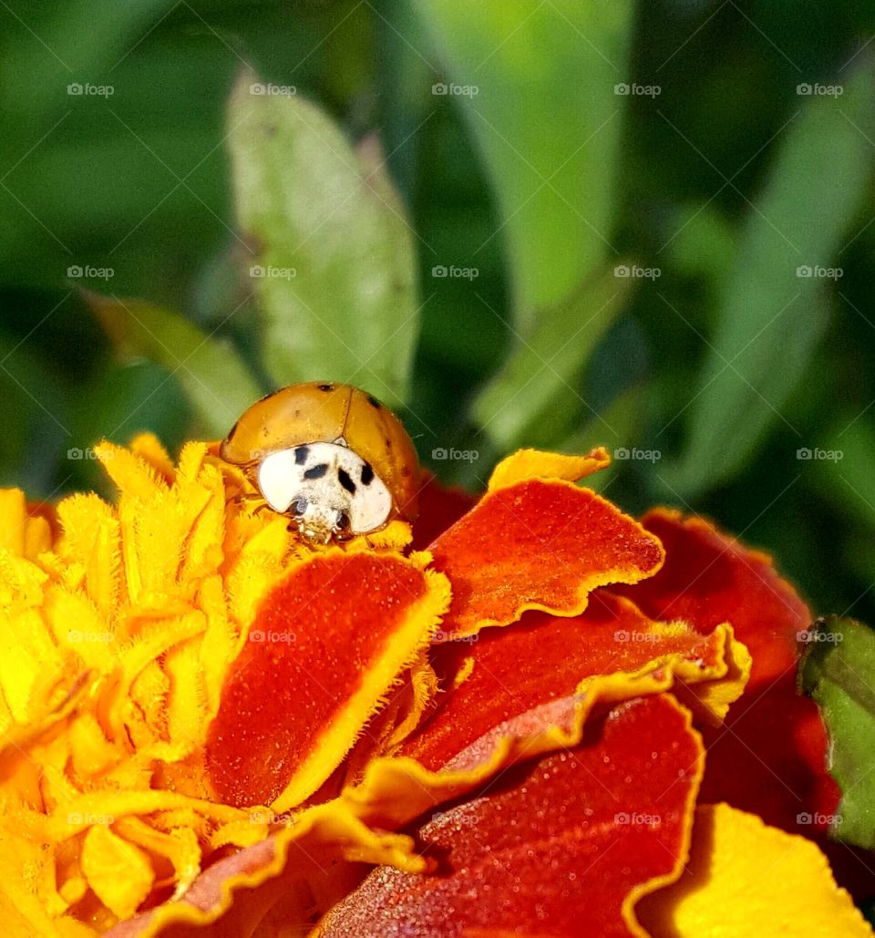 ladybird, ladybug
