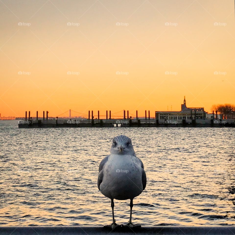 Seagull
