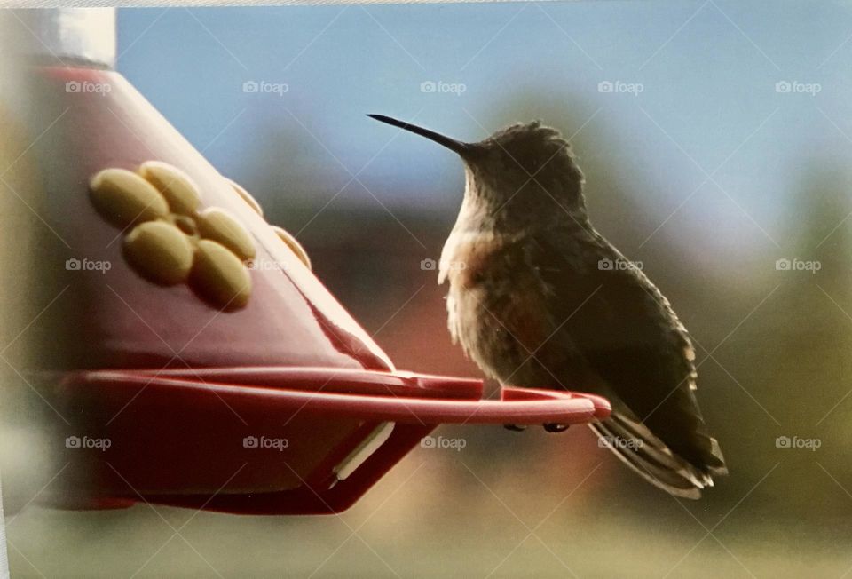 Hummingbird at red feeder