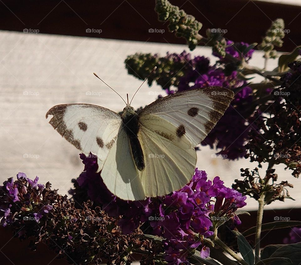 white butterfly on purple flower