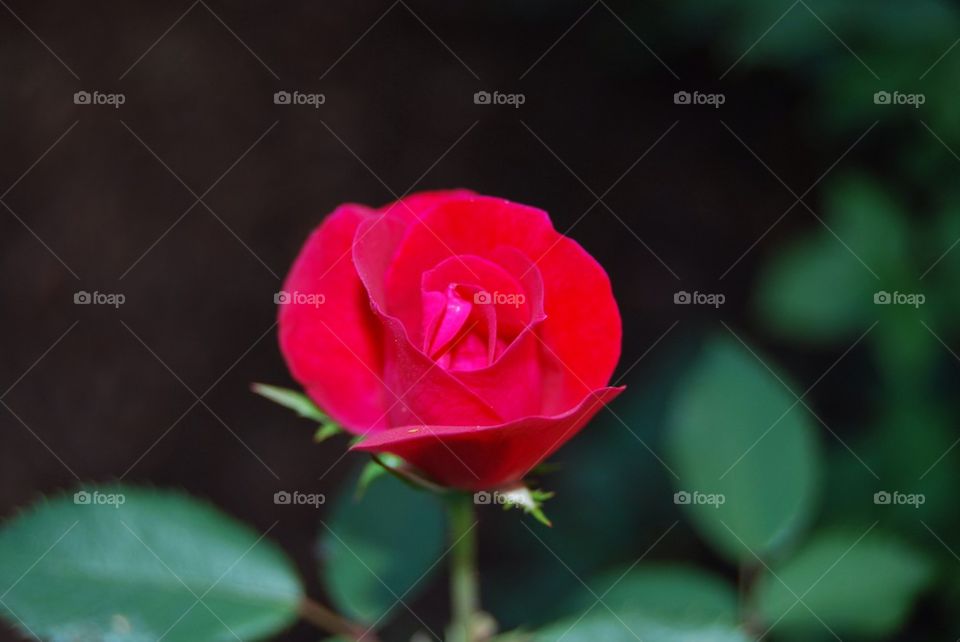 Rose bud close up