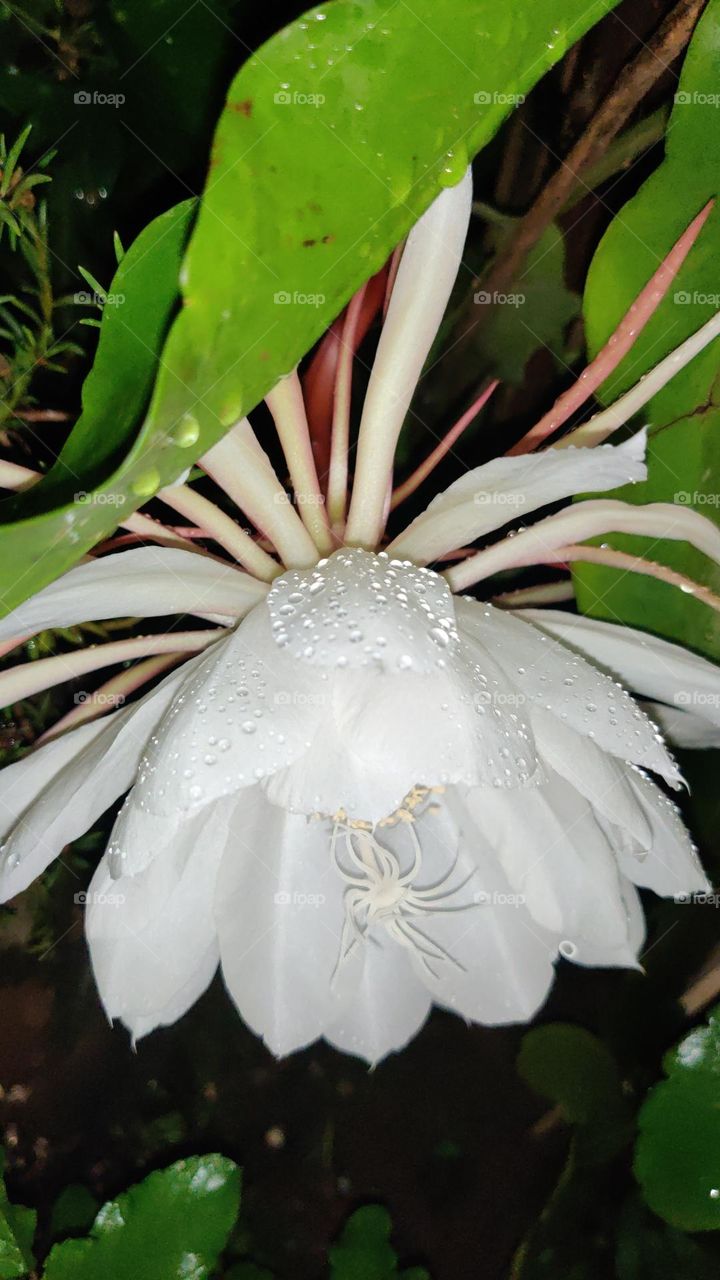 Saussurea obvallata or the queen of night flower know for its unique quality which only blossoms during the night time, and it blossoms ones a year, that is from spring to early summer🤍💚