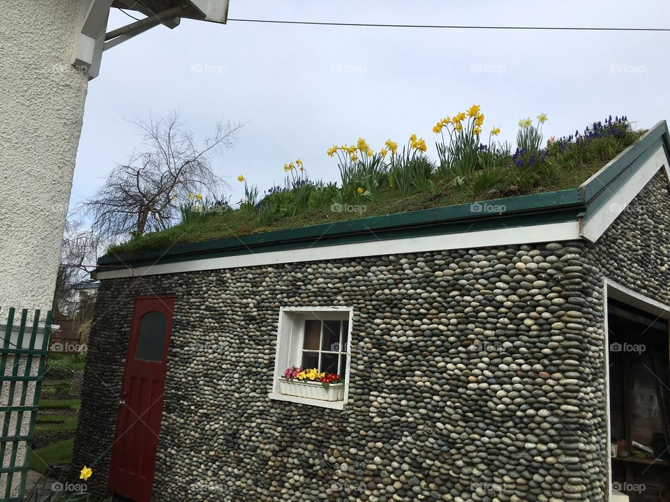 Garden on the top of the roof