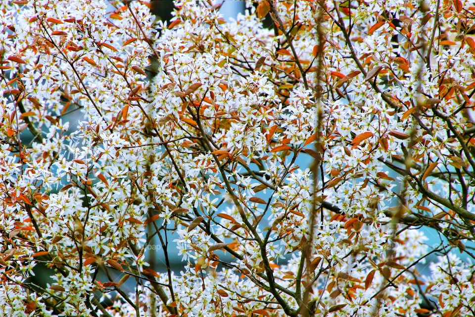 Full frame shot of pink cherry blossoms on tree against blue background