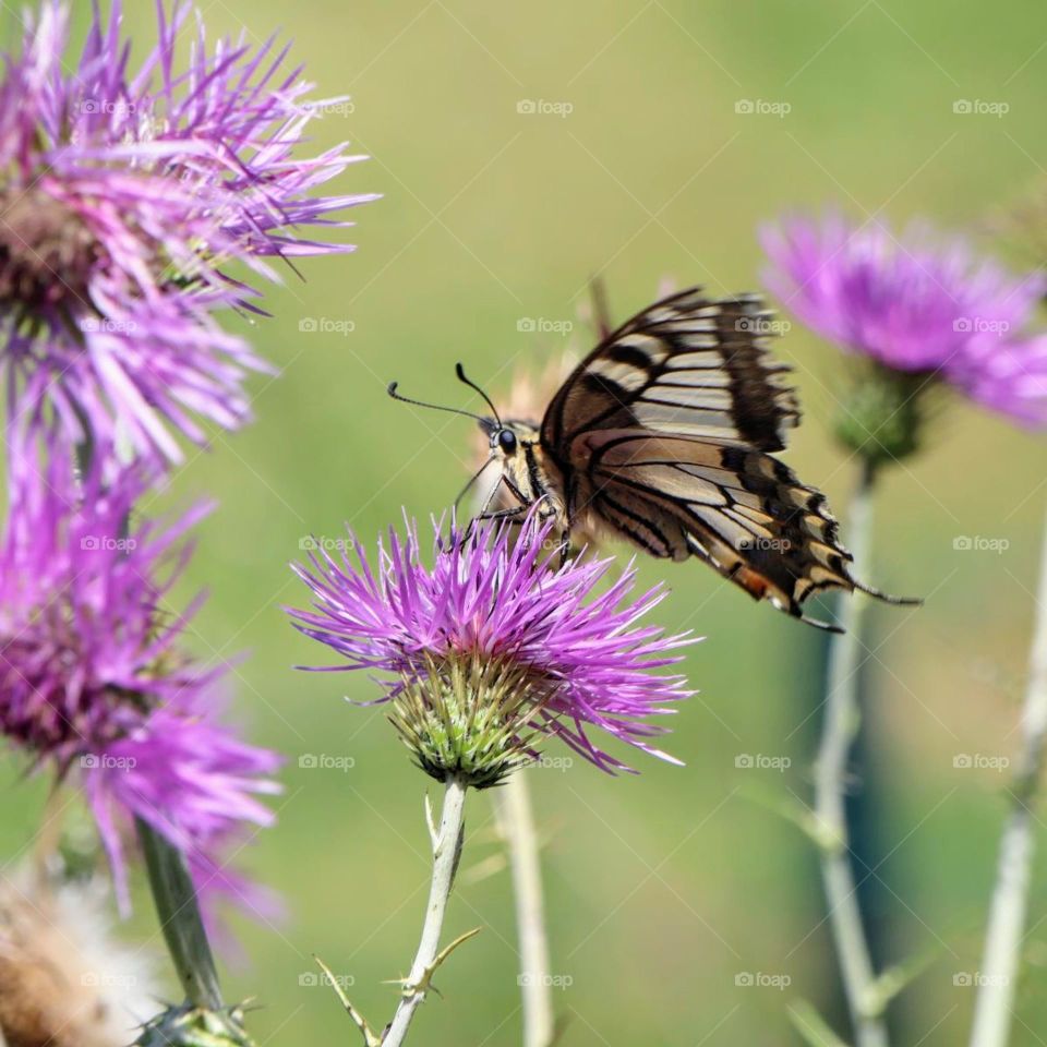 Swallowtail