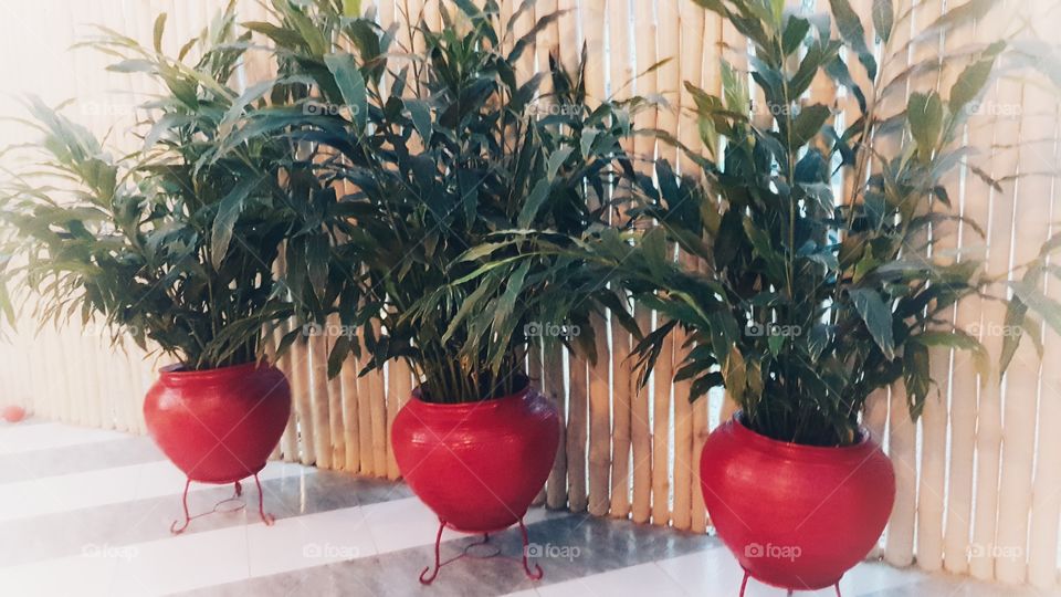 three green plant in red pot