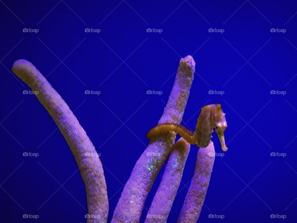 Seahorse 