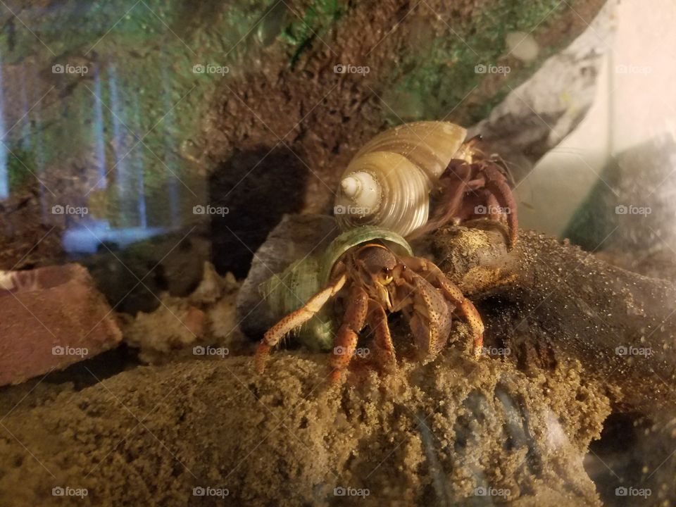 Hermit crabs are surprisingly social creatures.  Stella and Spunky are inseparable.