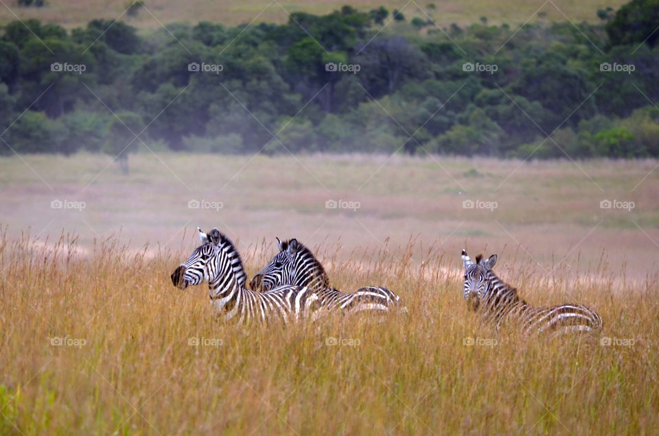 zebras in the wild