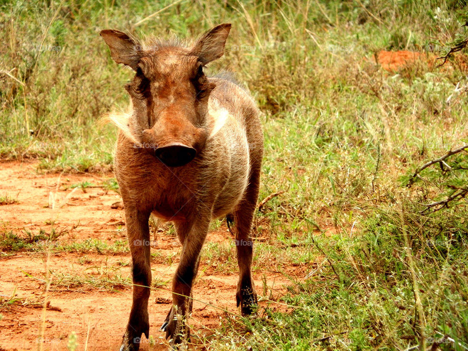 Bush pig