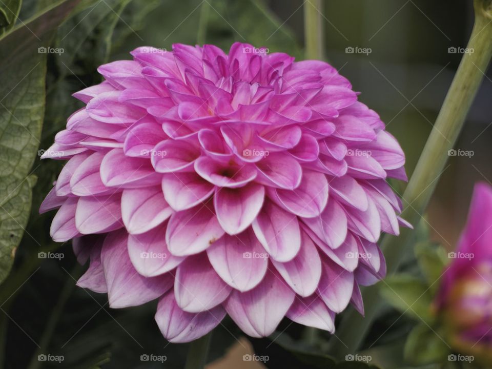 Pom Pom Dahlia