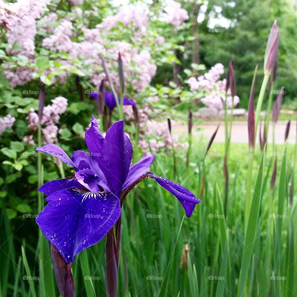 Spring Iris In The Rain