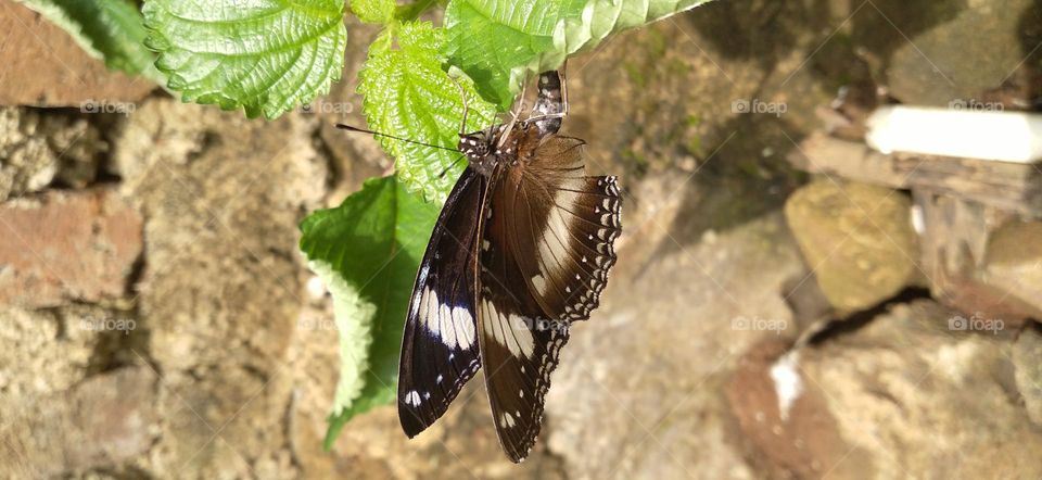 Beautiful butterfly perched on a leaf in the garden