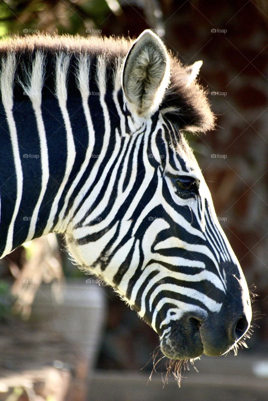 A close up shot with a zebra 