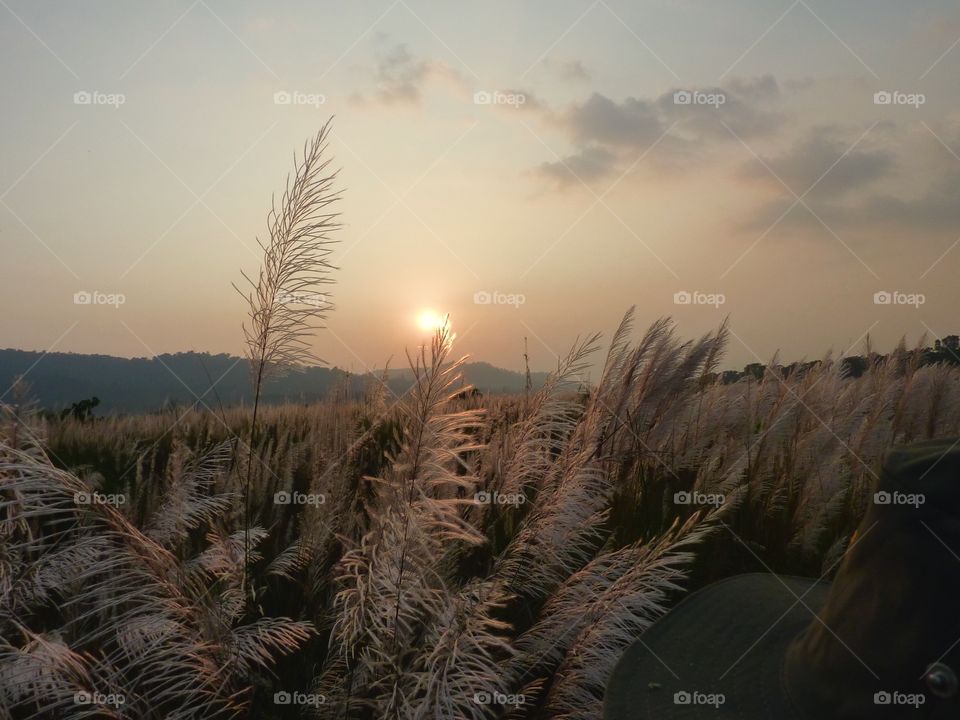 Sun setting in a field. Chitwan National Park, Nepal. 