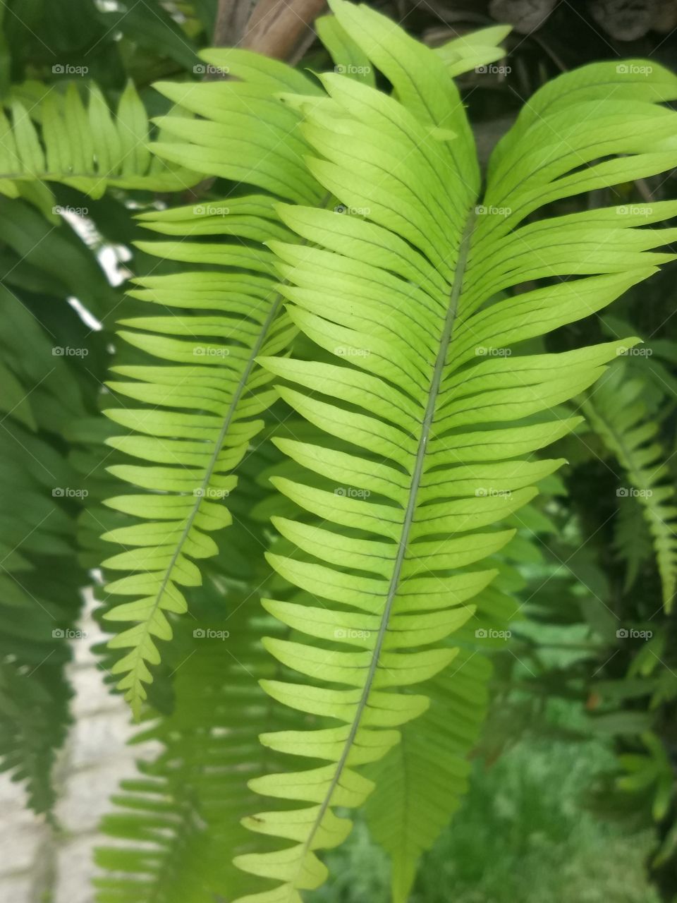 Leaves