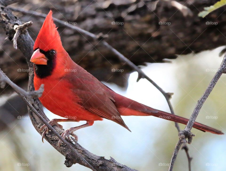 Cardinal on a Winter Morning