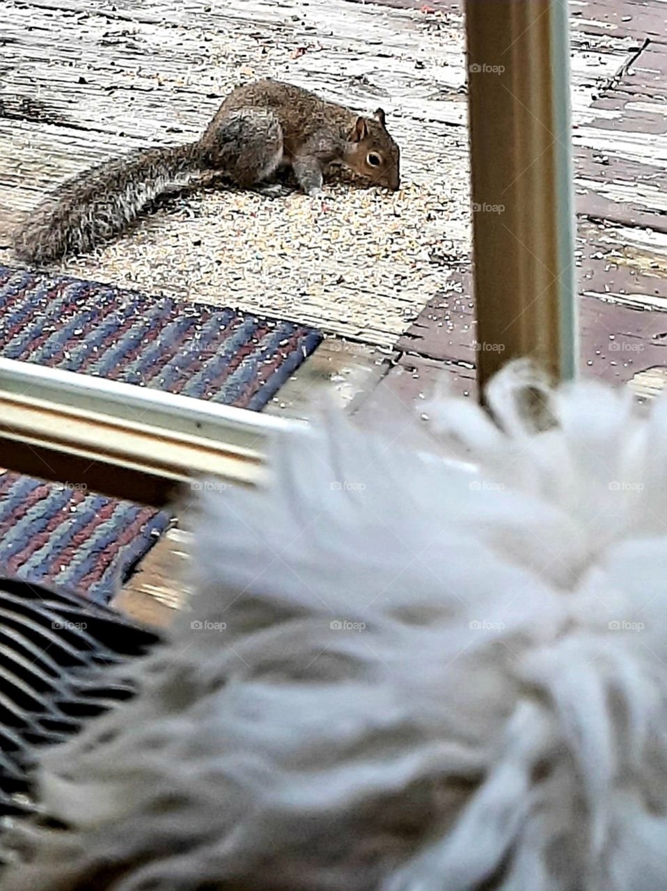 Holly keeping an eye on the squirrel as he eats lunch