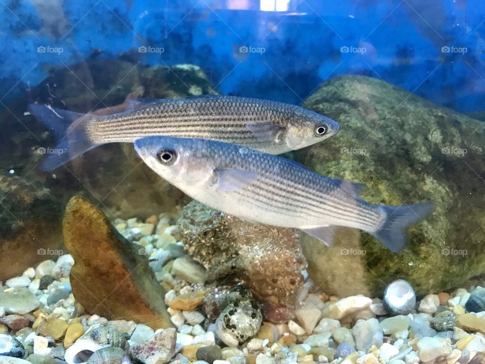 Fish  in the aquarium looking very pretty. 