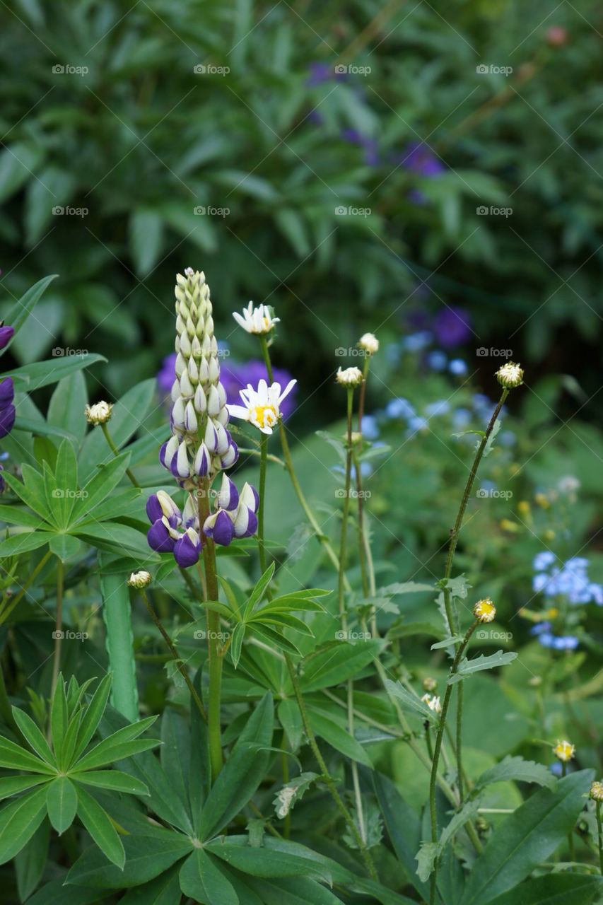 garden flower summer flowerbed by eksw