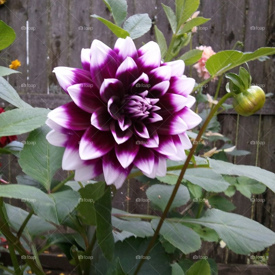 Dahlia