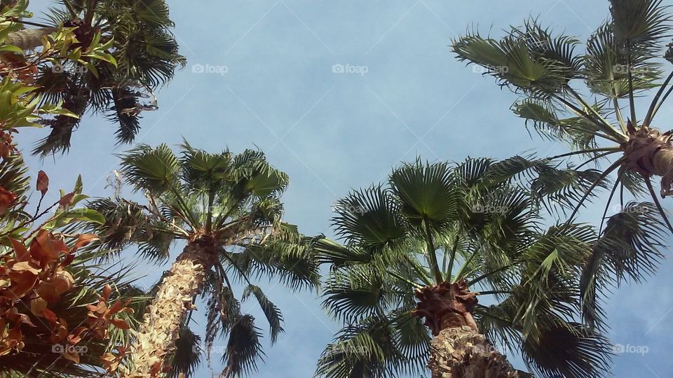 Looking Up at Palms