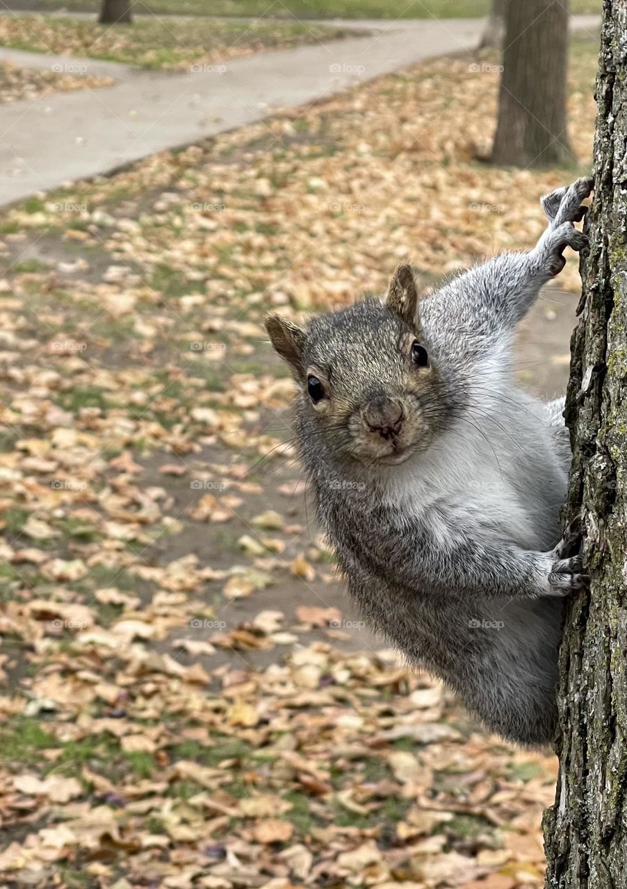 Curious Grey squirrel on tree trunk facing camera in urban park, Westmount, Quebec; aka Sciurus carolinensis, or common grey eastern tree squirrel, in autumn 