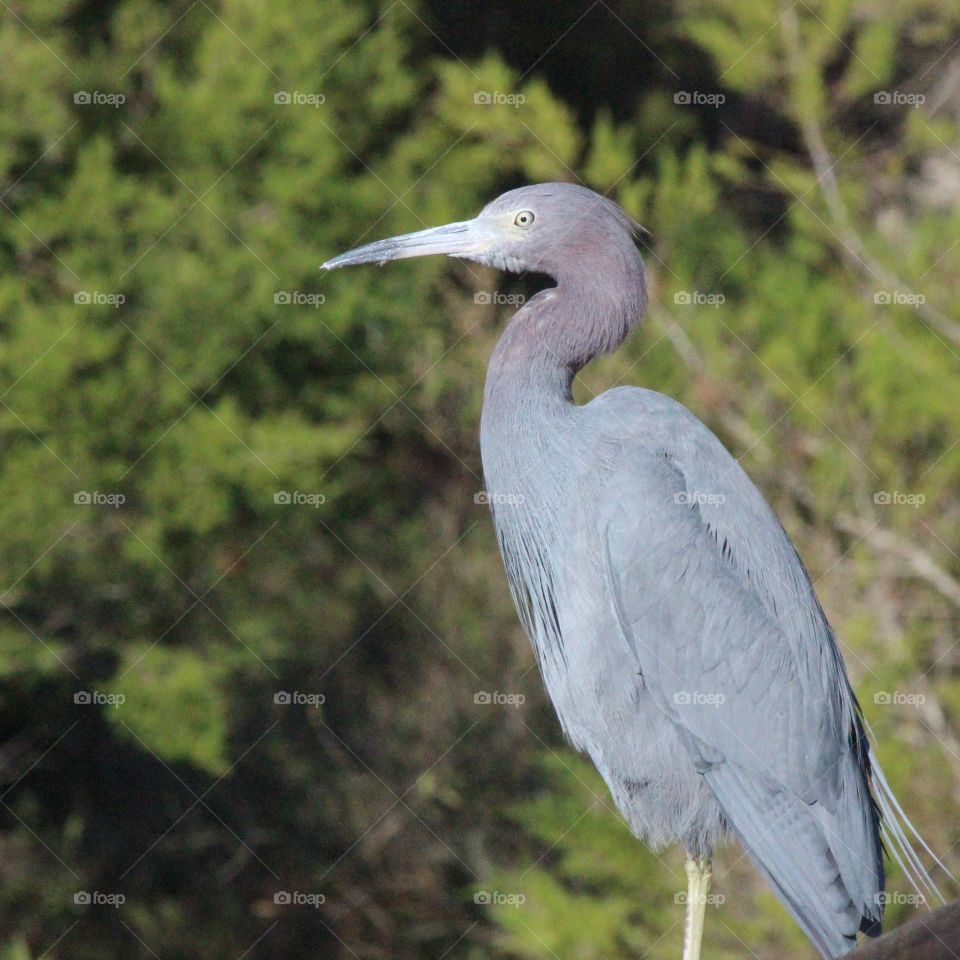 Little blue heron looking for dinner at a park on Florida's gulf coast