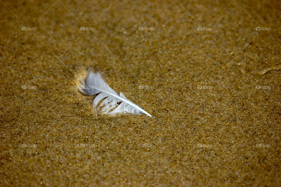 Australia - Mallacoota, feather up close