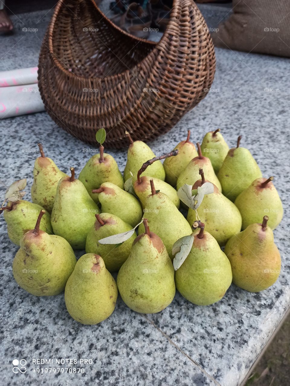 Time of Harvesting of 🍐 (Pears) in Shopian Kashmir valley (J& K) India.